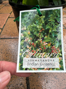 Withania somnifera ASHWAGANDHA Indian Ginseng