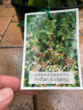 Withania somnifera ASHWAGANDHA Indian Ginseng
