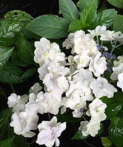 Hydrangea serrata Tiara Double