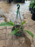 Stanhopea Vanilla Orchid Upside Down Orchid