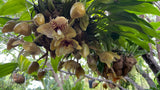 Stanhopea Vanilla Orchid Upside Down Orchid