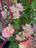 Bougainvillea Limberlost Beauty Double Flowered Bougainville - growing - ready soon.