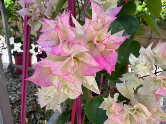 Bougainvillea Limberlost Beauty Double Flowered Bougainville - growing - ready soon.