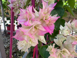 Bougainvillea Limberlost Beauty Double Flowered Bougainville - growing - ready soon.