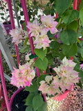 Bougainvillea Limberlost Beauty Double Flowered Bougainville - growing - ready soon.