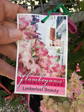 Bougainvillea Limberlost Beauty Double Flowered Bougainville - growing - ready soon.