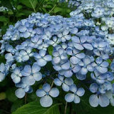 Hydrangea Ayesha Superior
