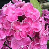 Hydrangea Ayesha Superior