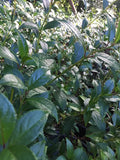 Hydrangea glabrifolia Phillipino Hydrangea