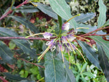 Grevillea shiressii Gosford Glory - Growing - available Spring 2025.