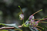 Grevillea shiressii Gosford Glory - Growing - available Spring 2025.