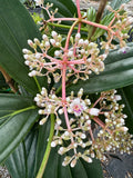Medinilla pendula Chandelier Plant