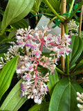 Medinilla pendula Chandelier Plant