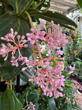 Medinilla myriantha Chandelier Plant