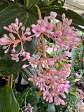 Medinilla myriantha Chandelier Plant