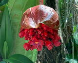 Medinilla miniata Red Chandalier Plant - Pre-Order - Ready Mid February 2025