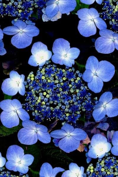 Hydrangea Blue Wave (Mariesii Perfecta)