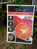 Citrus Gems Red Centre Lime / Australian Blood Lime