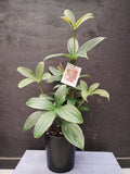 Medinilla formosa Taiwanese Princess Chandelier Plant