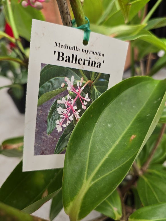 Medinilla Ballerina Chandelier Plant