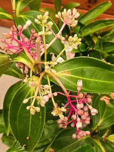 Medinilla formosa Taiwanese Princess Chandelier Plant