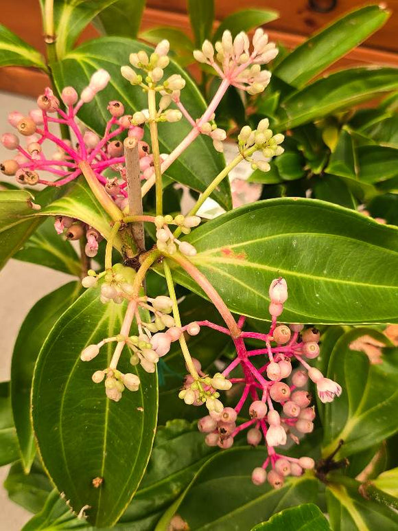 Medinilla formosa Taiwanese Princess Chandelier Plant