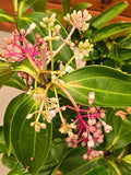 Medinilla formosa Taiwanese Princess Chandelier Plant
