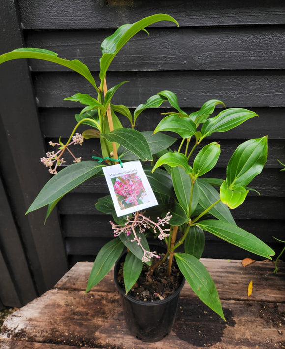 Medinilla Fairytale Chandelier Plant