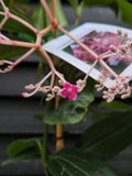 Medinilla Fairytale Chandelier Plant