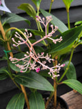 Medinilla Fairytale Chandelier Plant