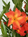 Mandevilla Fired Up Orange