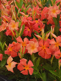 Mandevilla Fired Up Orange