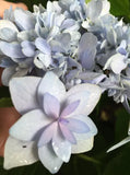 Hydrangea serrata Mai Kujaku - Growing - Ready Soon - Enquire In-Store.