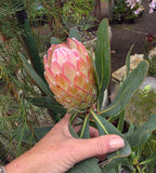 Protea Susara