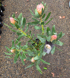 Protea Susara