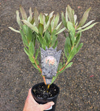 Protea Susara