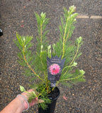 Serruria Pretty N Pink