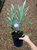 Telopea Waratah Shady Lady White