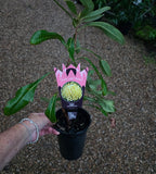Telopea Waratah Shady Lady Yellow