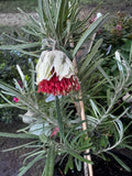 Diplolaena angustifolia Yanchep Rose