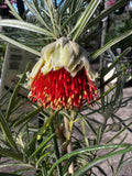 Diplolaena angustifolia Yanchep Rose