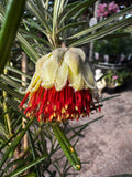 Diplolaena angustifolia Yanchep Rose