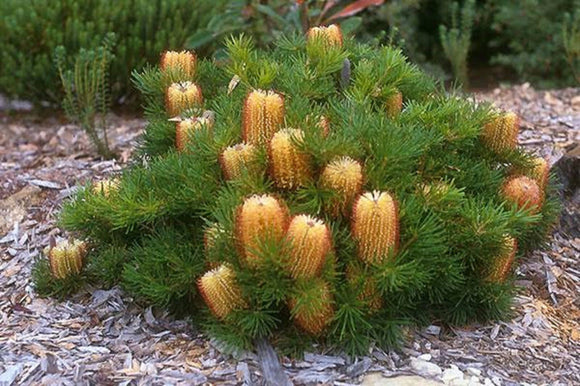 Banksia Birthday Candles