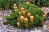 Banksia Birthday Candles