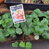 Strawberry Pineberry - Pineapple Strawberry