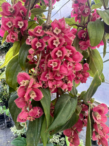 Medinilla vexillifer Jungle Beauty