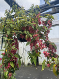 Medinilla vexillifer Jungle Beauty - growing - ready soon.