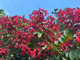 Quisqualis mussiendafolia Red Riot - Growing - Ready September 2025