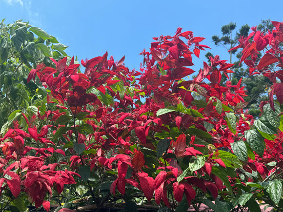 Quisqualis mussiendafolia Red Riot - Growing - Ready September 2025