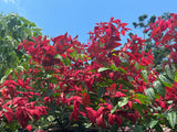 Quisqualis mussiendafolia Red Riot - Growing - Ready September 2025